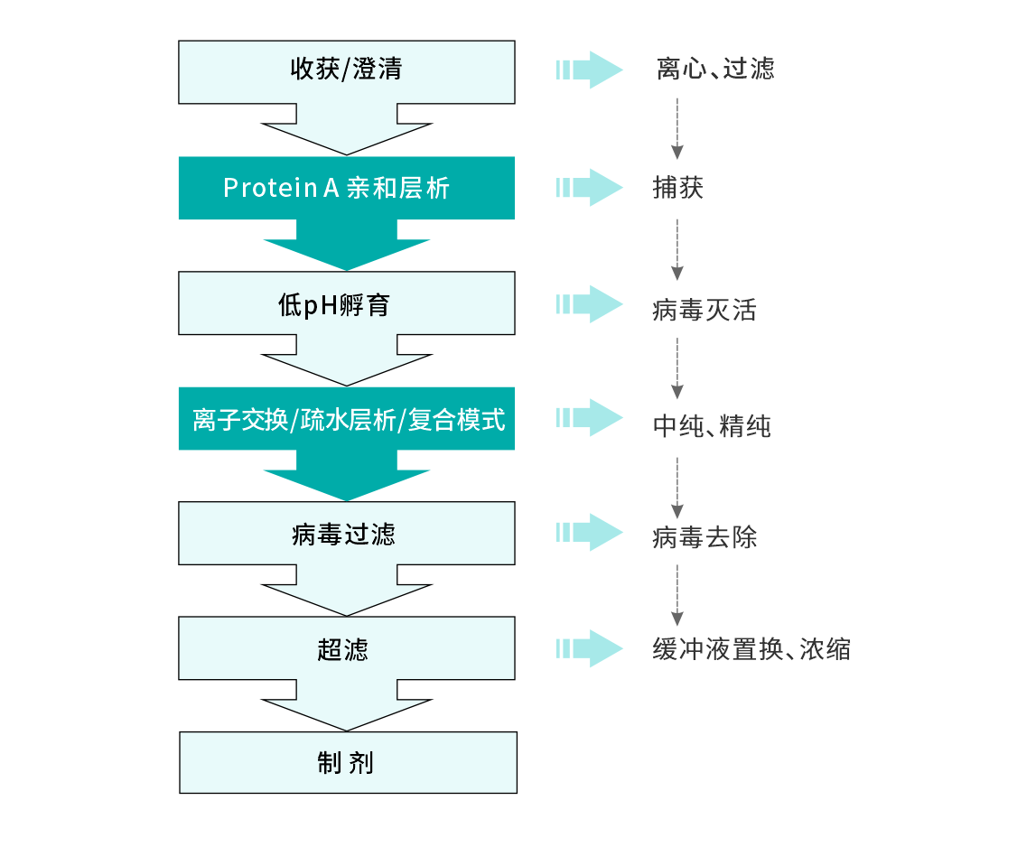 抗體純化工藝圖.png