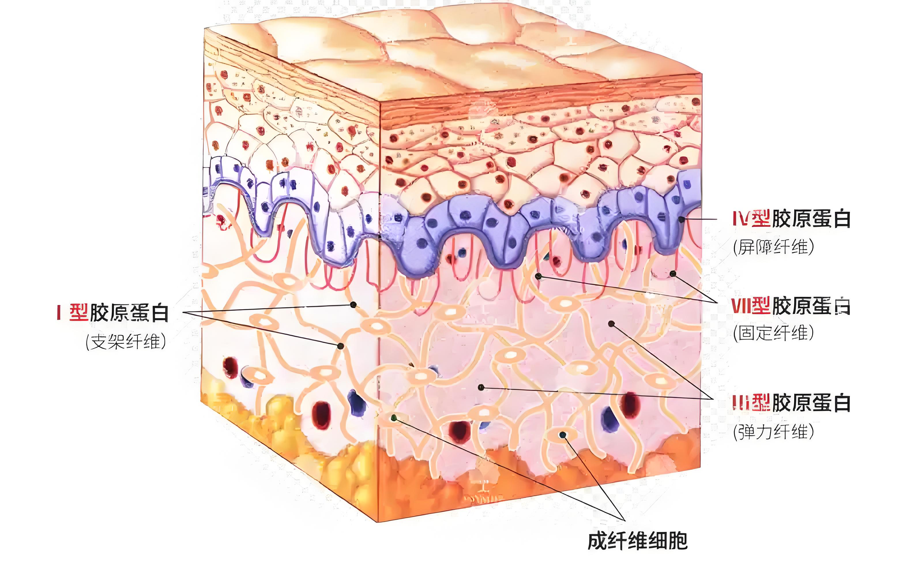 Figure 1. 膠原蛋?的類型.jpg