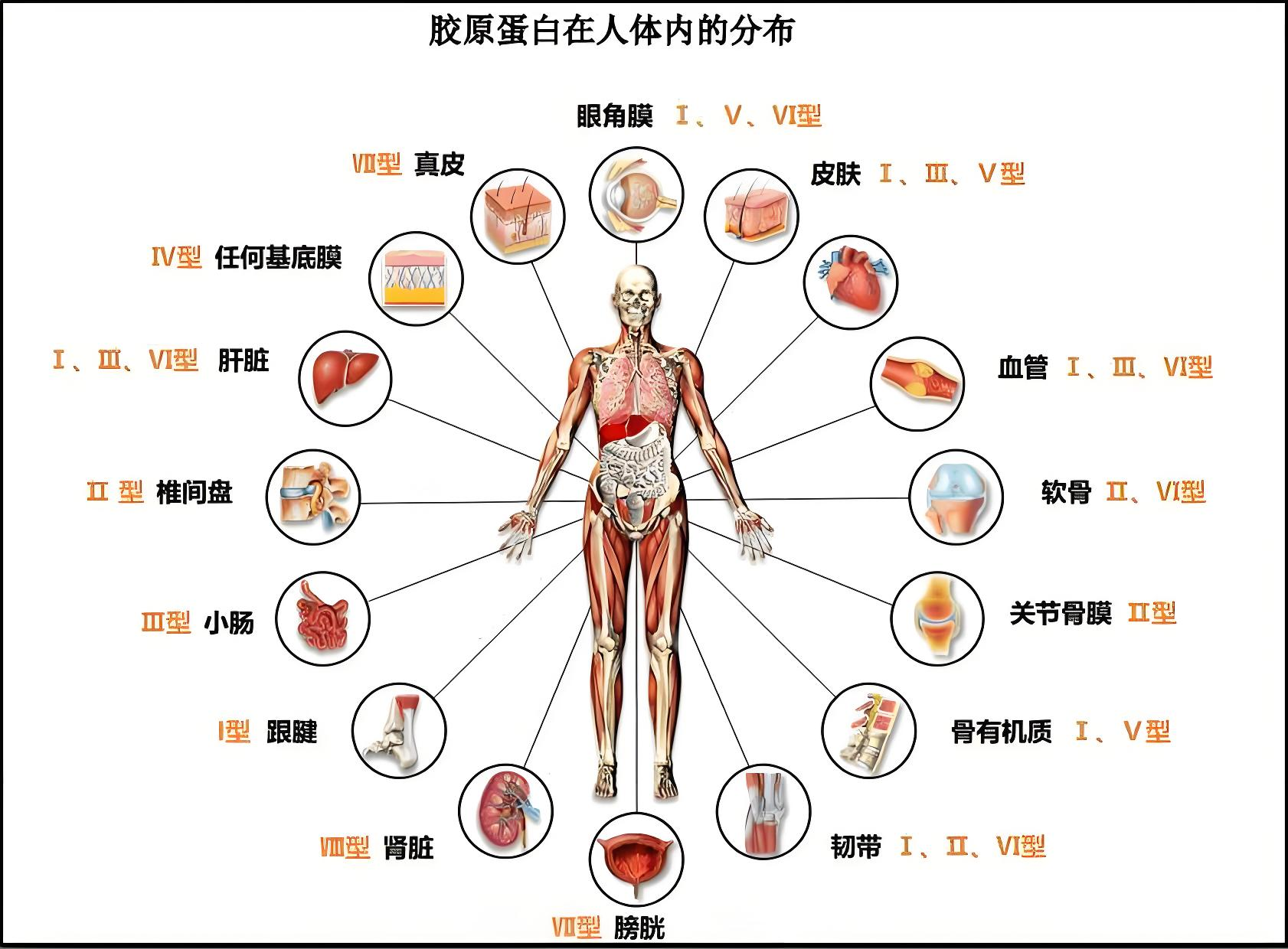 Figure 2. 膠原蛋?在?體內的分布.jpg