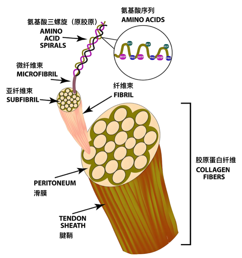 Figure 3. 膠原蛋?的結構.jpg